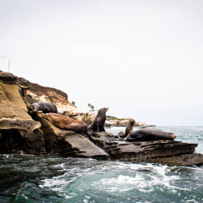 Seals along the La Jolla shores