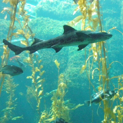 Leopard Shark swimming