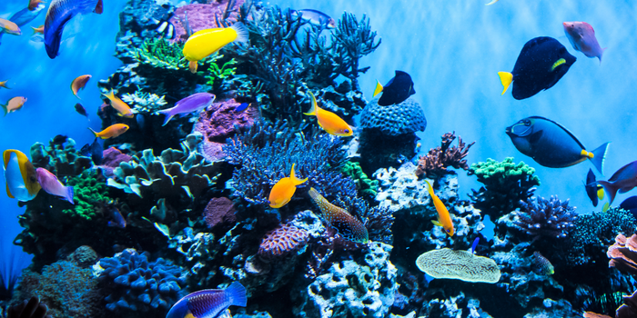 Birch Aquarium in La Jolla San Diego