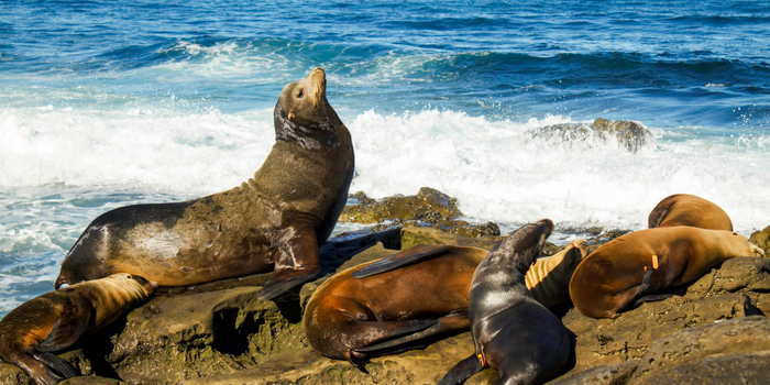 Seals and Sea Lions in La Jolla San Diego