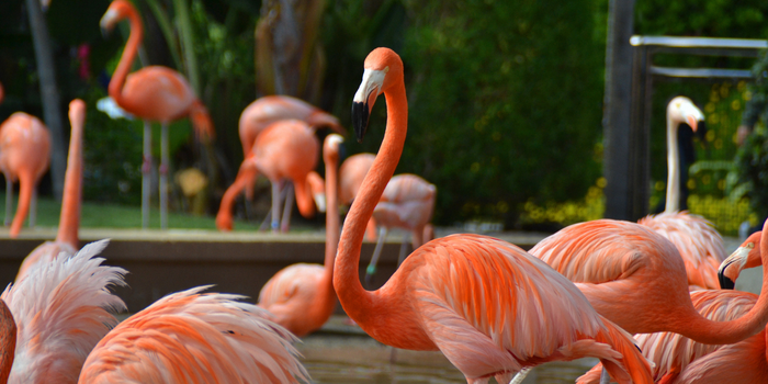 San Diego Zoo Family Day